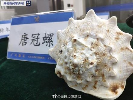 砗磲、玳瑁、珊瑚……广州海关查获濒危水生野生动物及其制品-3.jpg