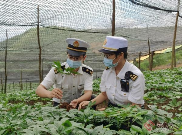 昆明海关持续优化营商环境 巩固云南省口岸通关时效-2.jpg