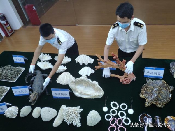 广州海关移交90.5千克查获的濒危水生野生动物及其制品-1.jpg
