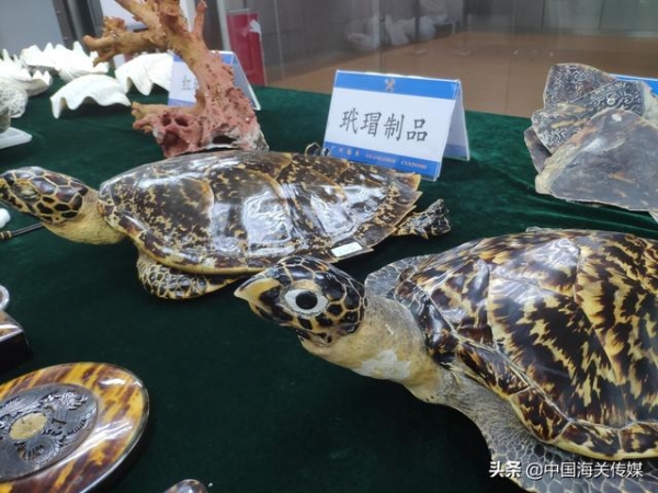 广州海关移交90.5千克查获的濒危水生野生动物及其制品-3.jpg