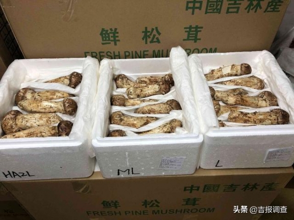 延吉海关专门开通鲜活产品“绿色通道”，助力吉林省松茸走出国门-1.jpg