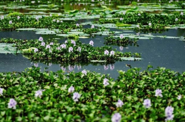 7000公里外包裹！海关查获239只万齿怪兽 生物入侵威胁生态安全-10.jpg