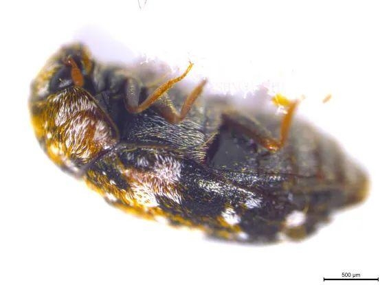 多地海关截获活体昆虫，含墨西哥斑皮蠹、非洲大黑艳锹甲等-1.jpg