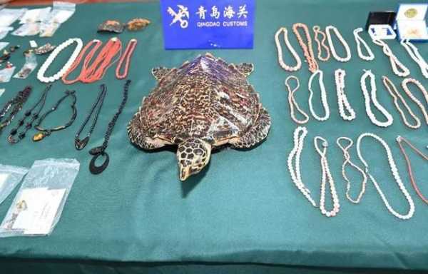 红珊瑚、玳瑁、鲸鱼骨……404件水生野生动物制品被青岛海关查获-1.jpg