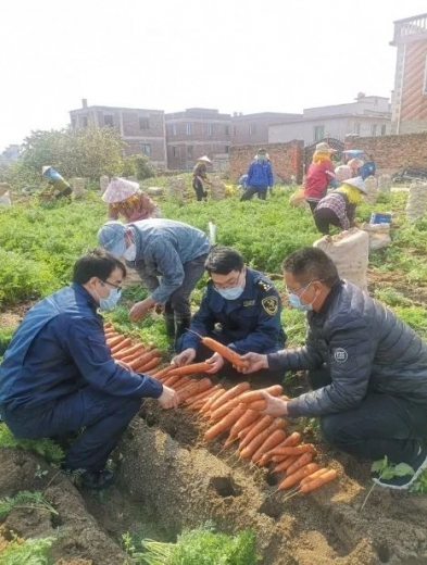 厦门海关全力保障保鲜蔬菜顺畅出口w9.jpg