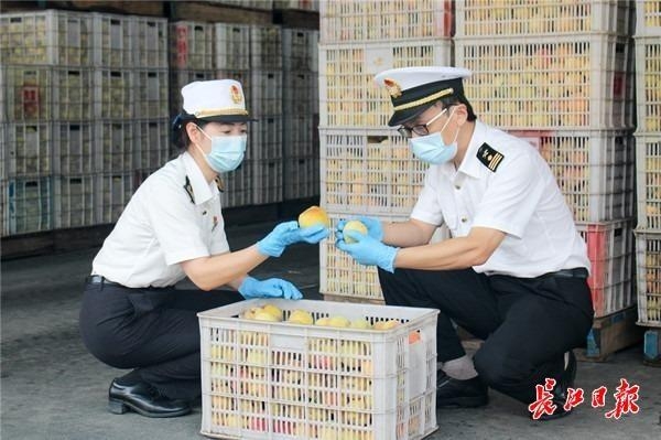 出口订单增多成了“幸福的烦恼”，武汉海关助1900吨黄桃罐头走出国门-1.jpg