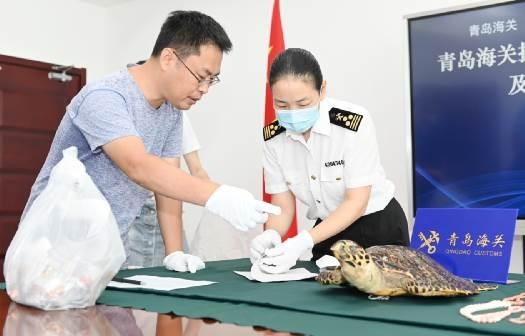 青岛海关依法移交查没水生野生动植物制品404件-2.jpg