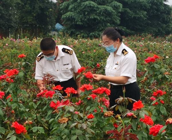 助力南阳艾草、月季走出国门！截至8月份郑州海关共监管出口南阳月季62.7万株-1.jpg