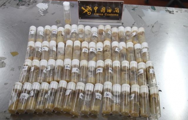 中国海关截获美国包裹，7000多只黑腹果蝇非法入境，到底有何居心-2.jpg