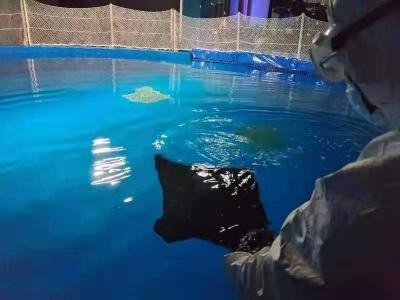 海关助力珠海长隆进口观赏鱼经港珠澳大桥口岸快速通关-1.jpg