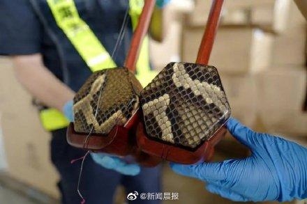 海关查获蟒蛇皮制二胡20把-1.jpg