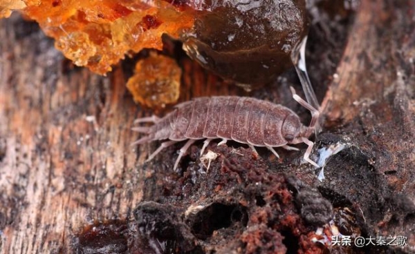 日本要发动生物攻击？海关截获可疑邮包，外来入侵物种710种-2.jpg