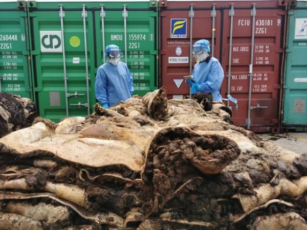 看吐了，用于加工生产食品添加剂的生牛皮！黄岛海关查获一批禁止进口“洋垃圾”-2.jpg