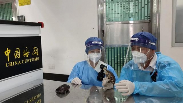 煲汤的乌龟竟是国家二级保护动物！海关在饭盒里发现两只活乌龟-3.jpg