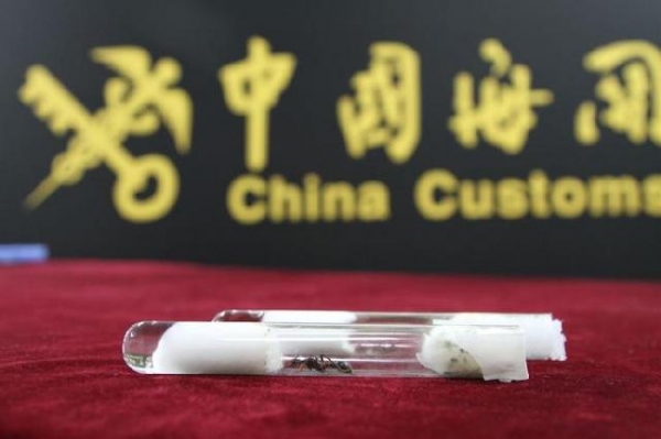 假申报！昆明海关查获70只活体红狂蚁 游戏养殖，违规走私海外物种-5.jpg