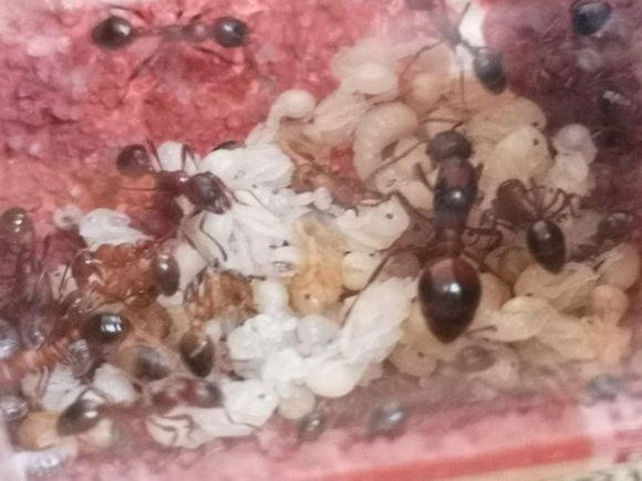 假申报！昆明海关查获70只活体红狂蚁 游戏养殖，违规走私海外物种-9.jpg