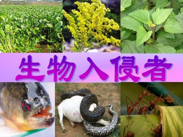 假申报！昆明海关查获70只活体红狂蚁 游戏养殖，违规走私海外物种-10.jpg