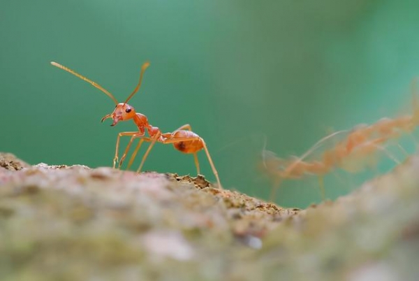假申报！昆明海关查获70只活体红狂蚁 游戏养殖，违规走私海外物种-2.jpg