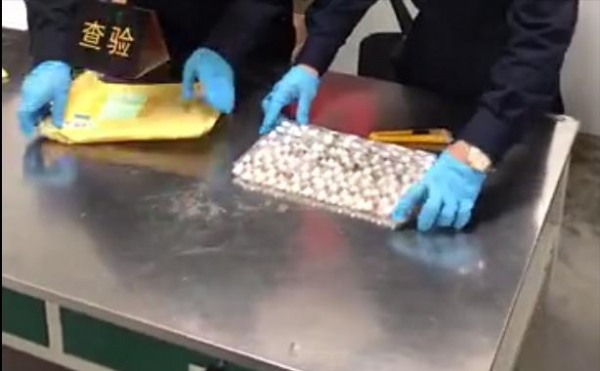 假申报！昆明海关查获70只活体红狂蚁 游戏养殖，违规走私海外物种-4.jpg