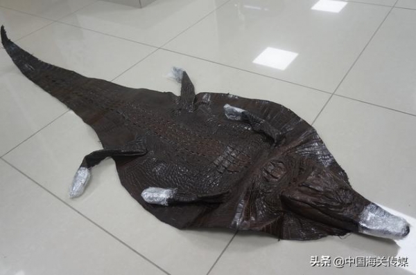 上海邮局海关查获濒危鳄鱼皮1件-1.jpg