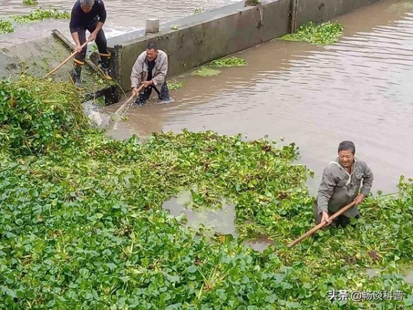 海关截获“黑寡妇蜘蛛”，毒性比响尾蛇还强，一旦入侵有多可怕？-1.jpg