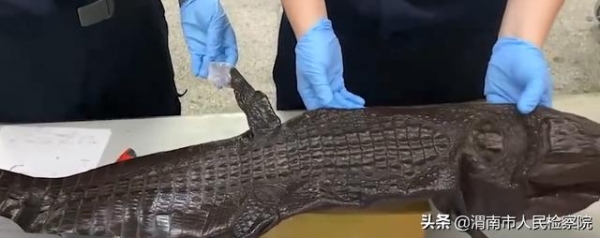 上海海关查获整张濒危鳄鱼皮-1.jpg