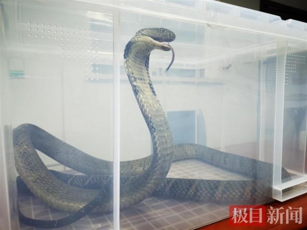 海关截获4米长活体眼镜王蛇，抓捕场面惊险异常-1.jpg
