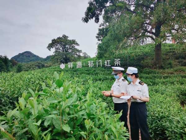 全国海关“百佳项目” |送茶香出深山俏海外w8.jpg