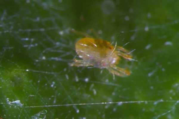 技贸破冰与筑篱 | 英国发布2022年植物检疫(修正)条例,调整部分有害生物管控措施w5.jpg