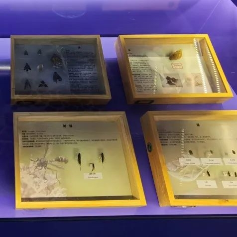 揭开厦门海关国门生物安全展厅神秘面纱w82.jpg