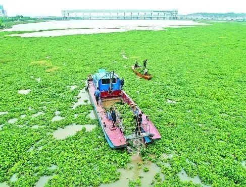 守护国门生物安全|动植物疫情防控特辑w10.jpg