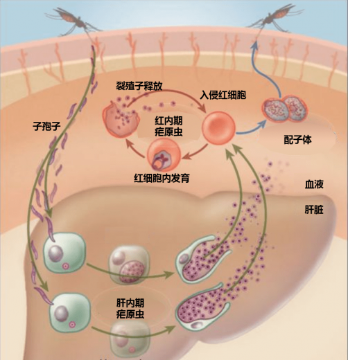 4月26日全国疟疾日 | 疟疾知识讲堂w5.jpg