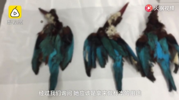 海关截获222只白胸翡翠鸟尸体,内脏被掏空w10.jpg