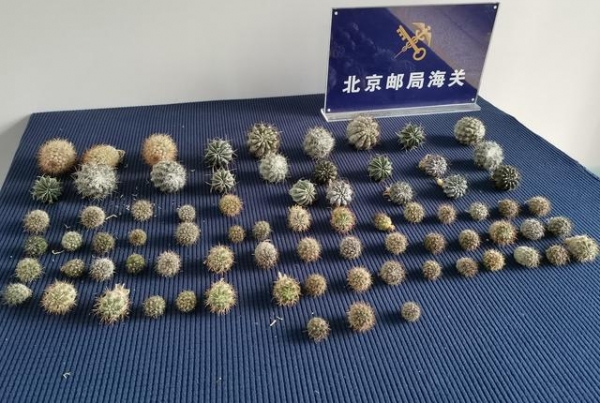 濒危植物难“闯关”！北京海关截获境外邮寄仙人掌78株-1.jpg