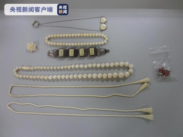 打击濒危物种走私 福建榕城海关查获豹犬牙违禁品-2.jpg