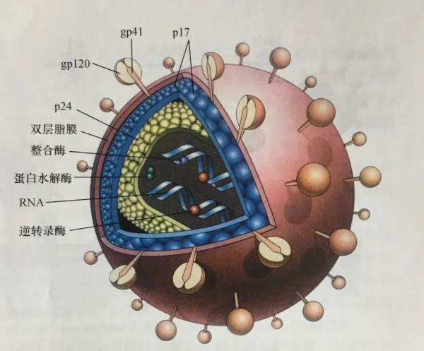 懂“艾”,更懂爱,海关在行动w3.jpg