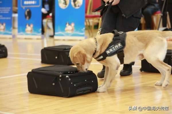 流浪犬尼克成功逆袭，57条海关工作犬上岗考核-1.jpg