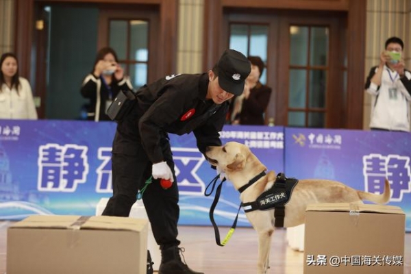 流浪犬尼克成功逆袭，57条海关工作犬上岗考核-2.jpg