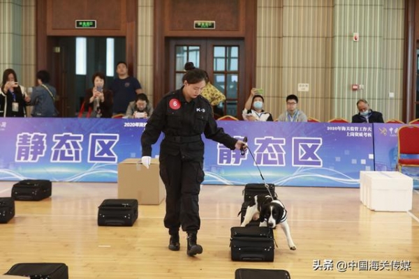 流浪犬尼克成功逆袭，57条海关工作犬上岗考核-3.jpg