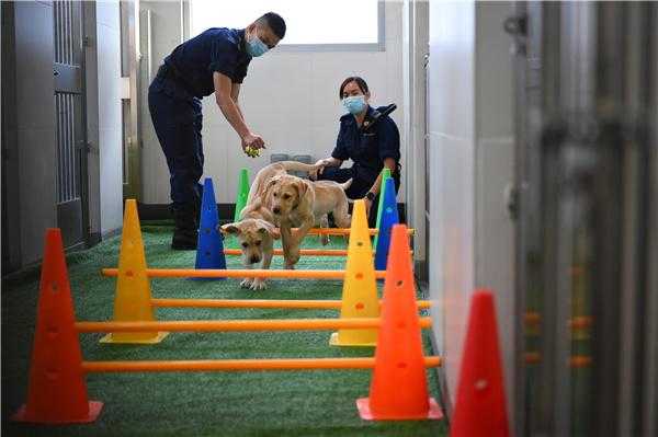 香港海关成功繁育首批搜查工作犬-3.jpg