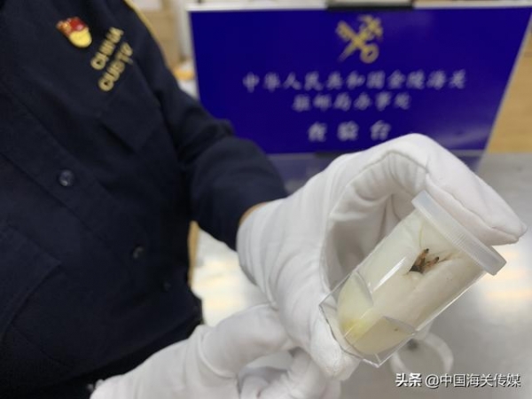 海关大数据“捕中”50头活体蜘蛛-2.jpg