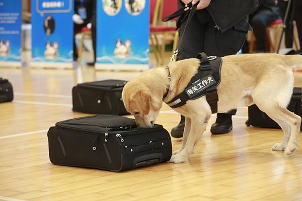 守卫国门安全有它们的功劳！海关监管工作犬上岗也要资格考核-4.jpg