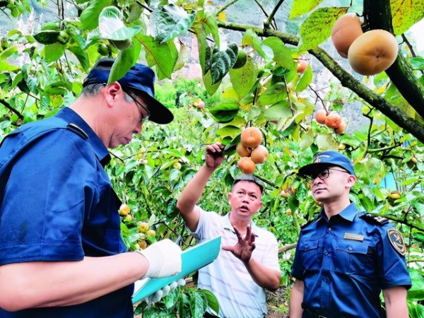 桂林海关助力恭城甜柿开拓国际市场-1.jpg