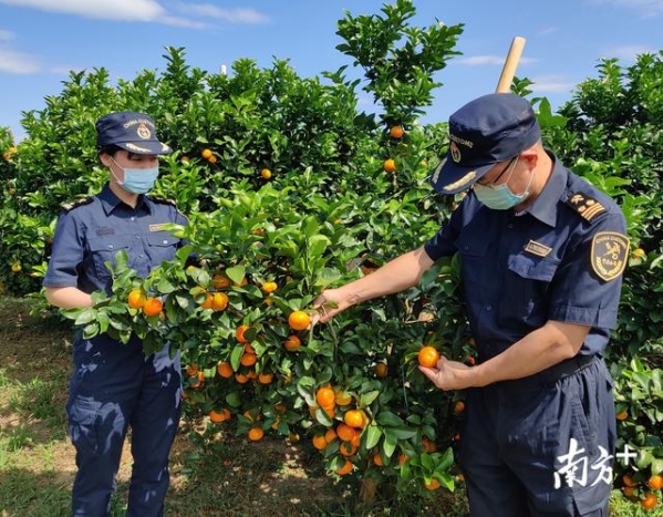 茂名海关精准帮扶助，信宜特色农产品金秋砂糖桔首次出口-1.jpg