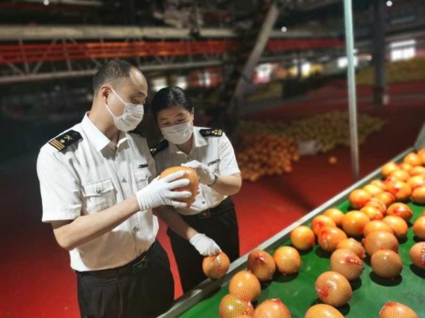 漳州海关：服务“及时雨”缓解蜜柚“爆仓”难-2.jpg