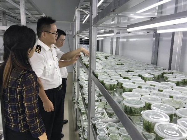 广州海关关区水草顺利出口欧美-2.jpg