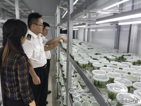 广州海关助力水草顺利出口欧盟-1.jpg