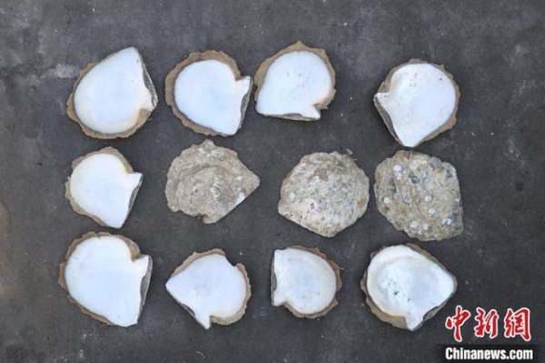 九江海关查获一批国家重点保护野生动物制品 共11.1吨-3.jpg