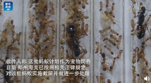 郑州海关从进境邮件中截获活蚂蚁，总数超600只，网友：细思极恐-4.jpg