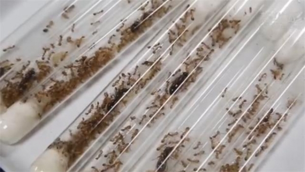 超600只！海关从进境邮件中截获活蚂蚁，收件人称计划当宠物养-1.jpg